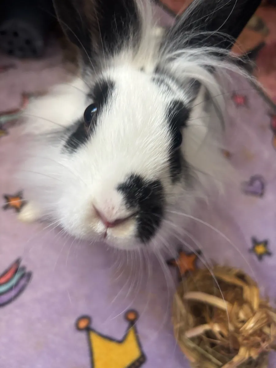 Female Bunny + Full Setup - Image 2