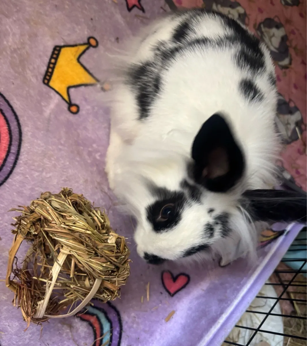 Female Bunny + Full Setup - Image 3