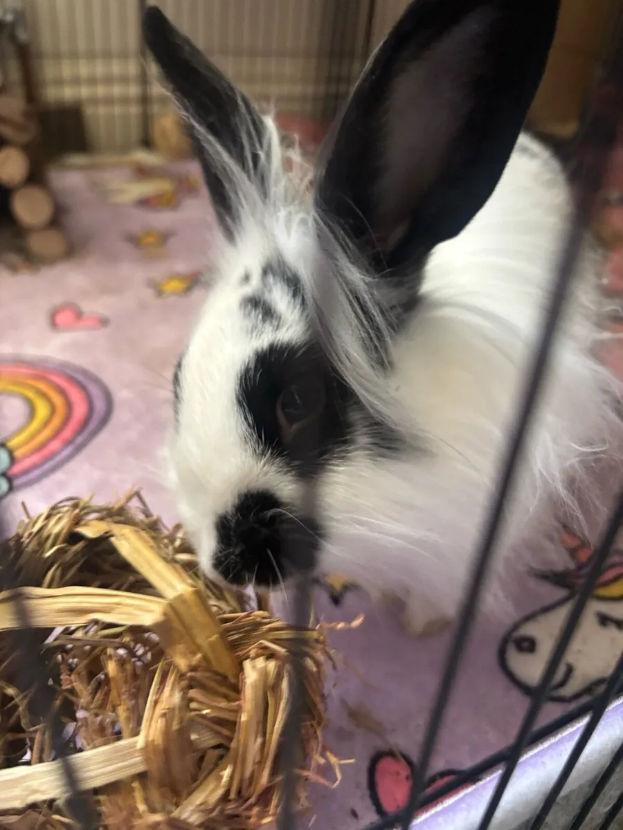 Female Bunny + Full Setup - Image 4