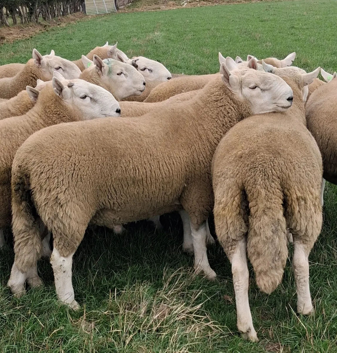 Cheviot rams - Image 3