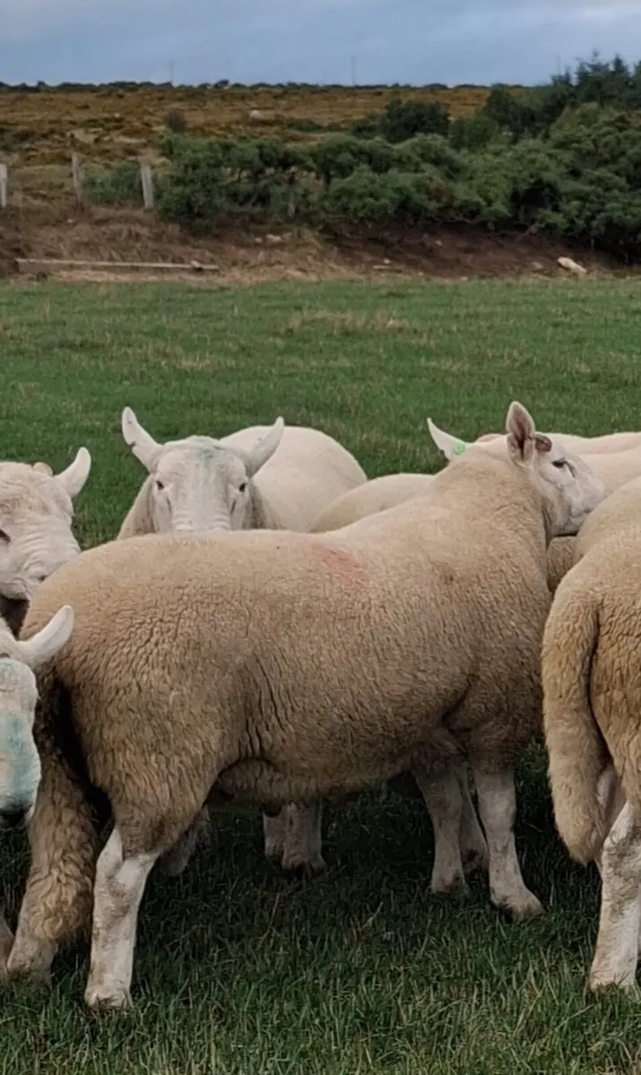 Cheviot rams - Image 4