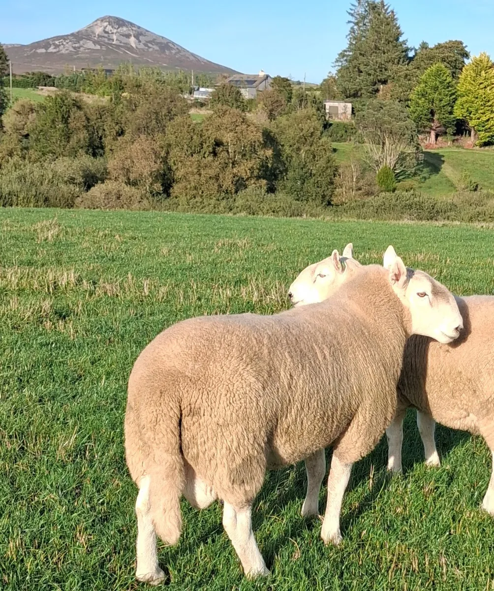 Cheviot rams - Image 1