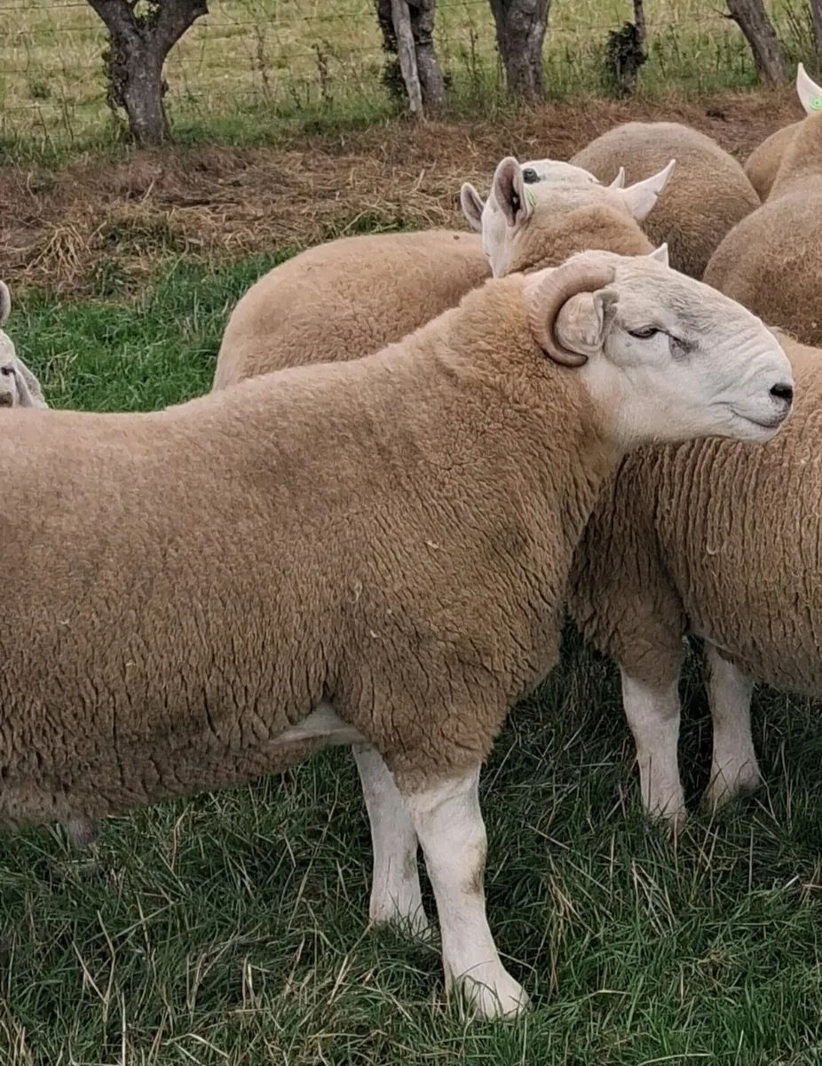 Cheviot rams - Image 2