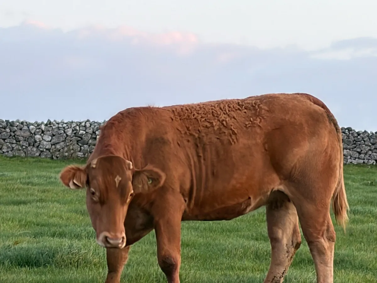 🟢Ballinasloe Mart 17th October 🟢 - Image 4