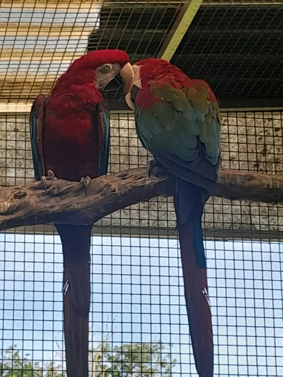 Green wing macaws - Image 1