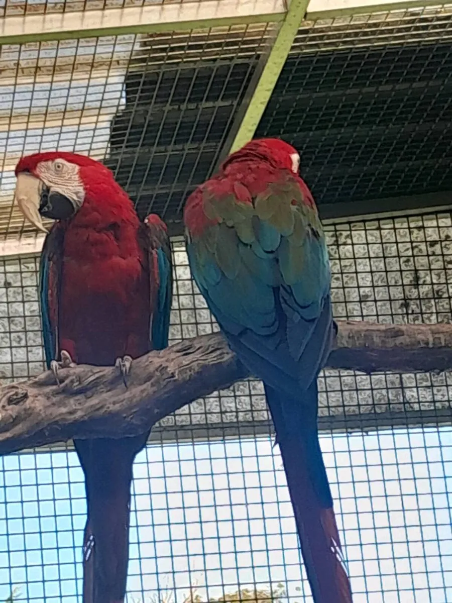Green wing macaws - Image 2