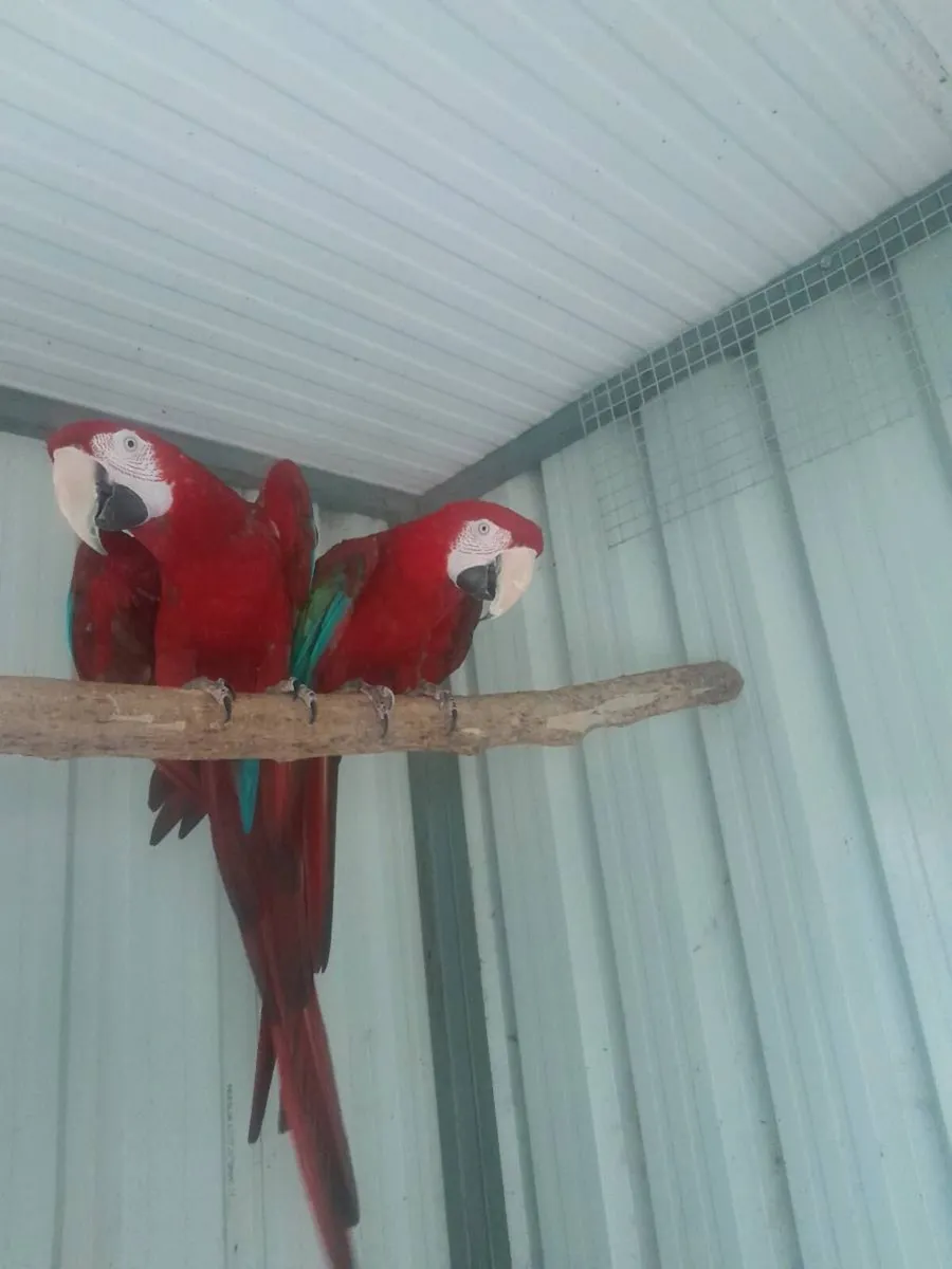 Green wing macaws - Image 1