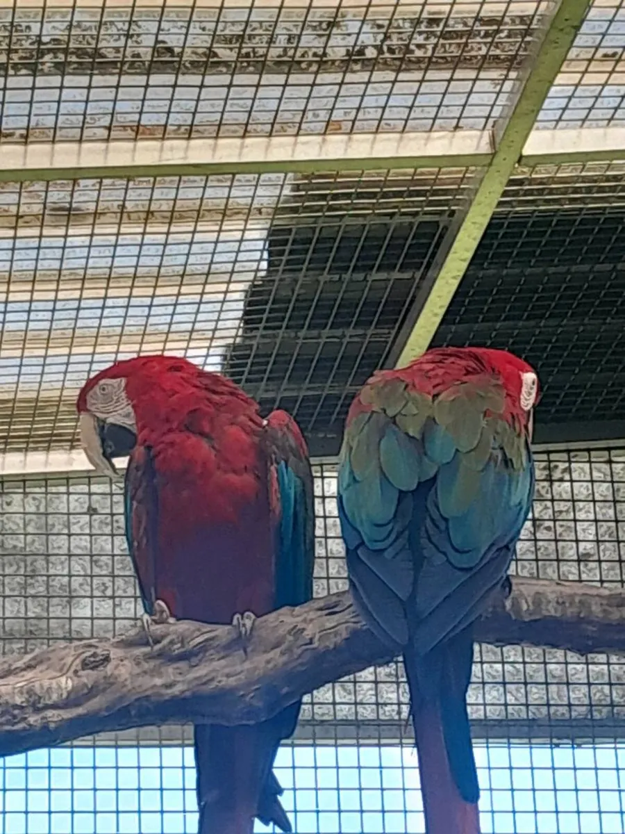 Green wing macaws - Image 3