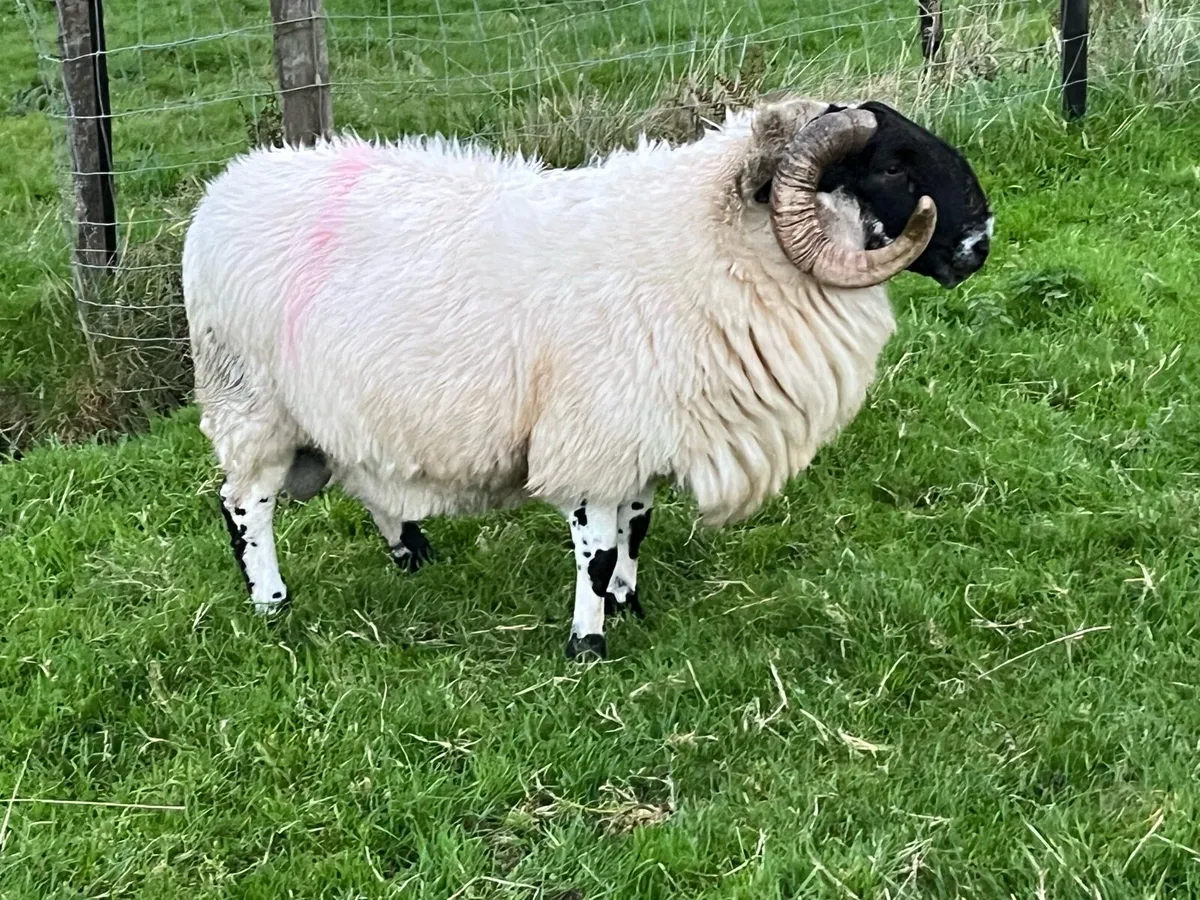 Scotch ram - Image 1