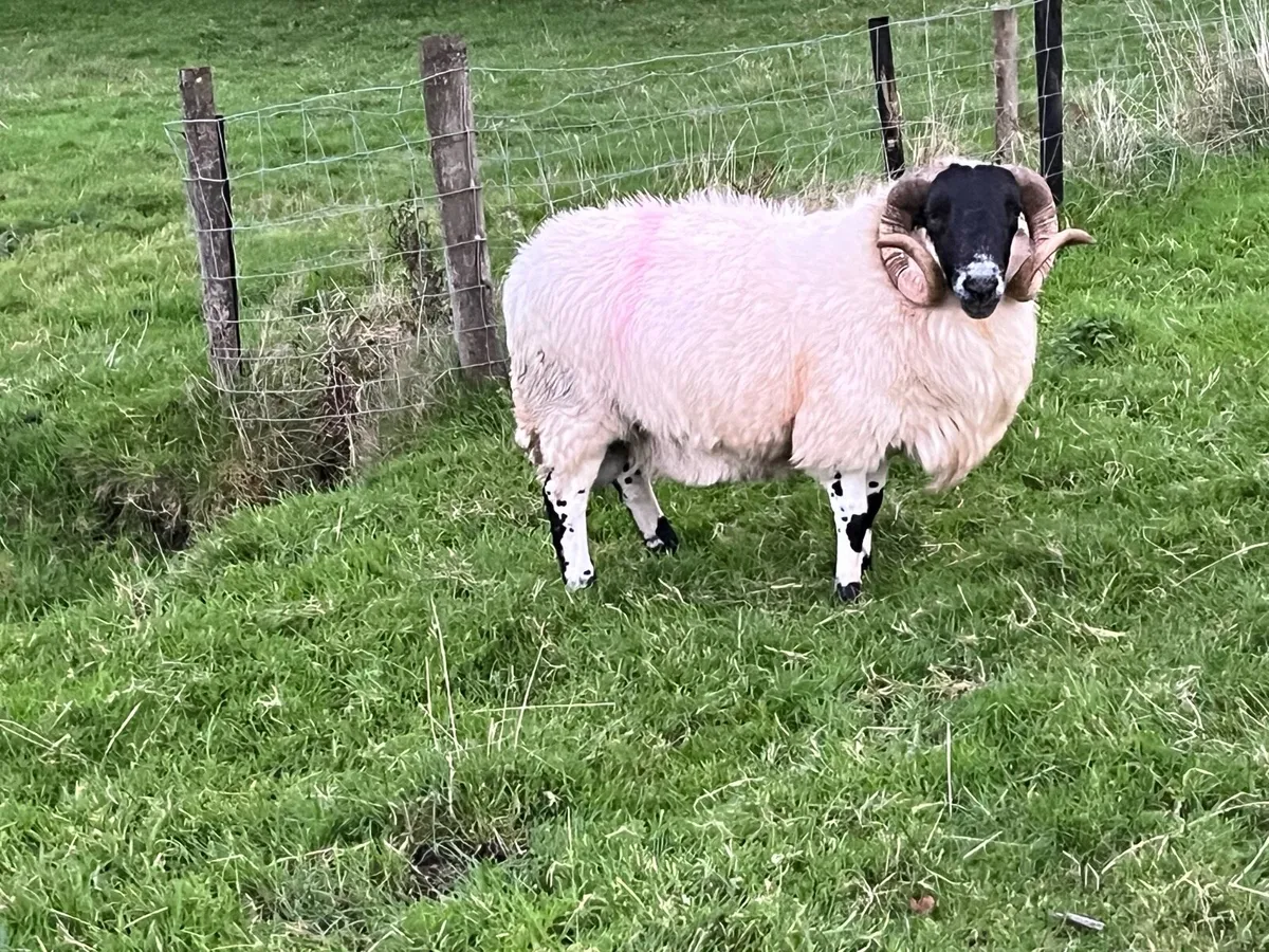 Scotch ram - Image 2