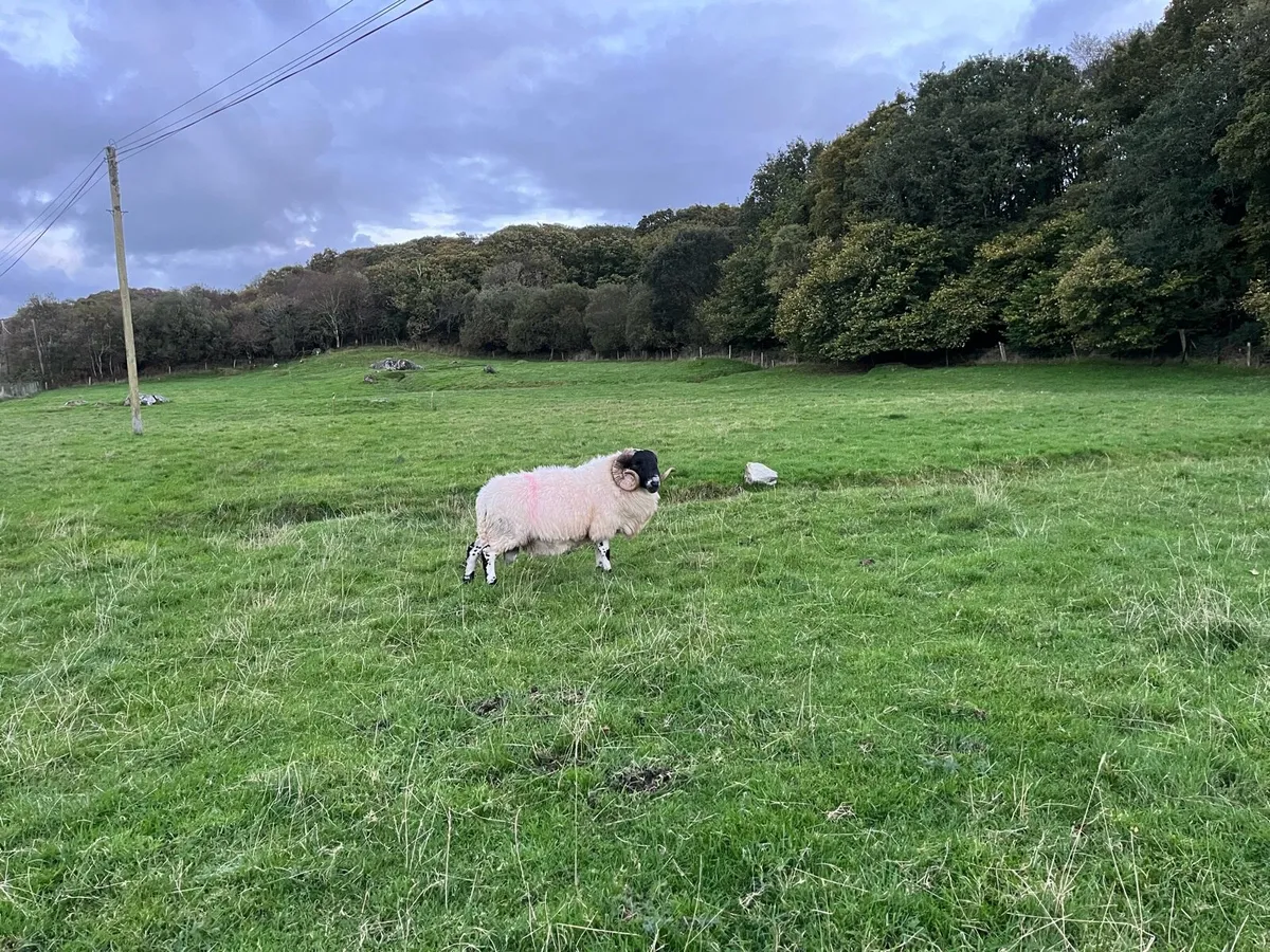 Scotch ram - Image 3