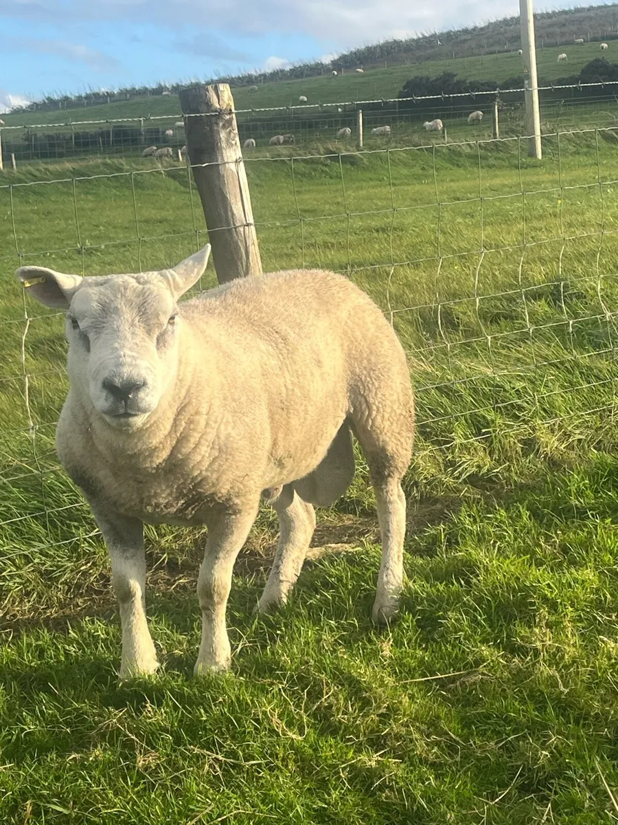 ⭐️Super Selection of breeding rams⭐️ - Image 2