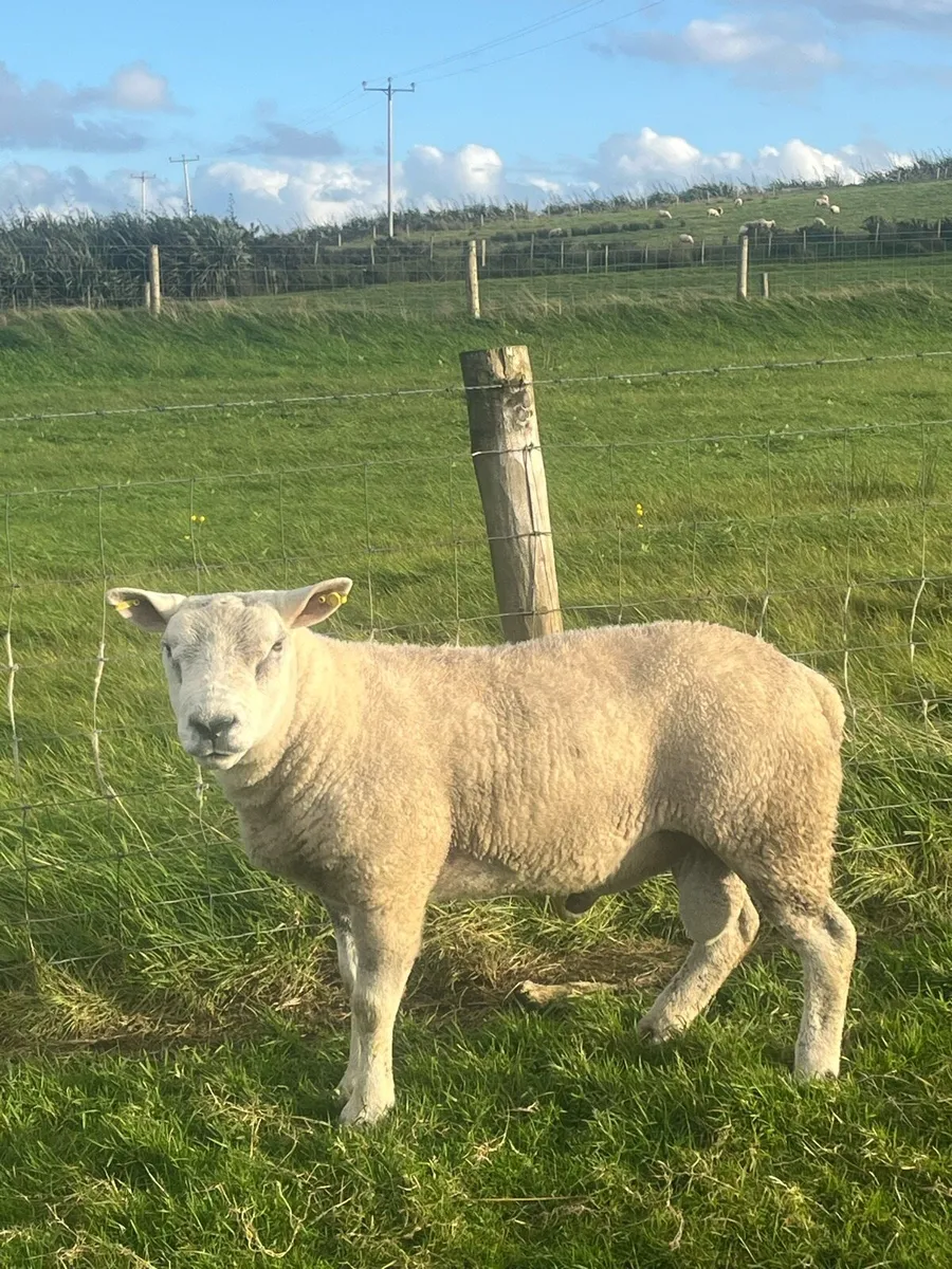 ⭐️Super Selection of breeding rams⭐️ - Image 4