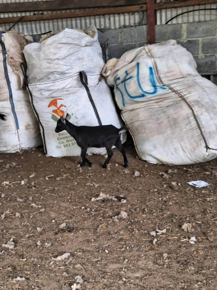 Pygmy Goats - Image 2