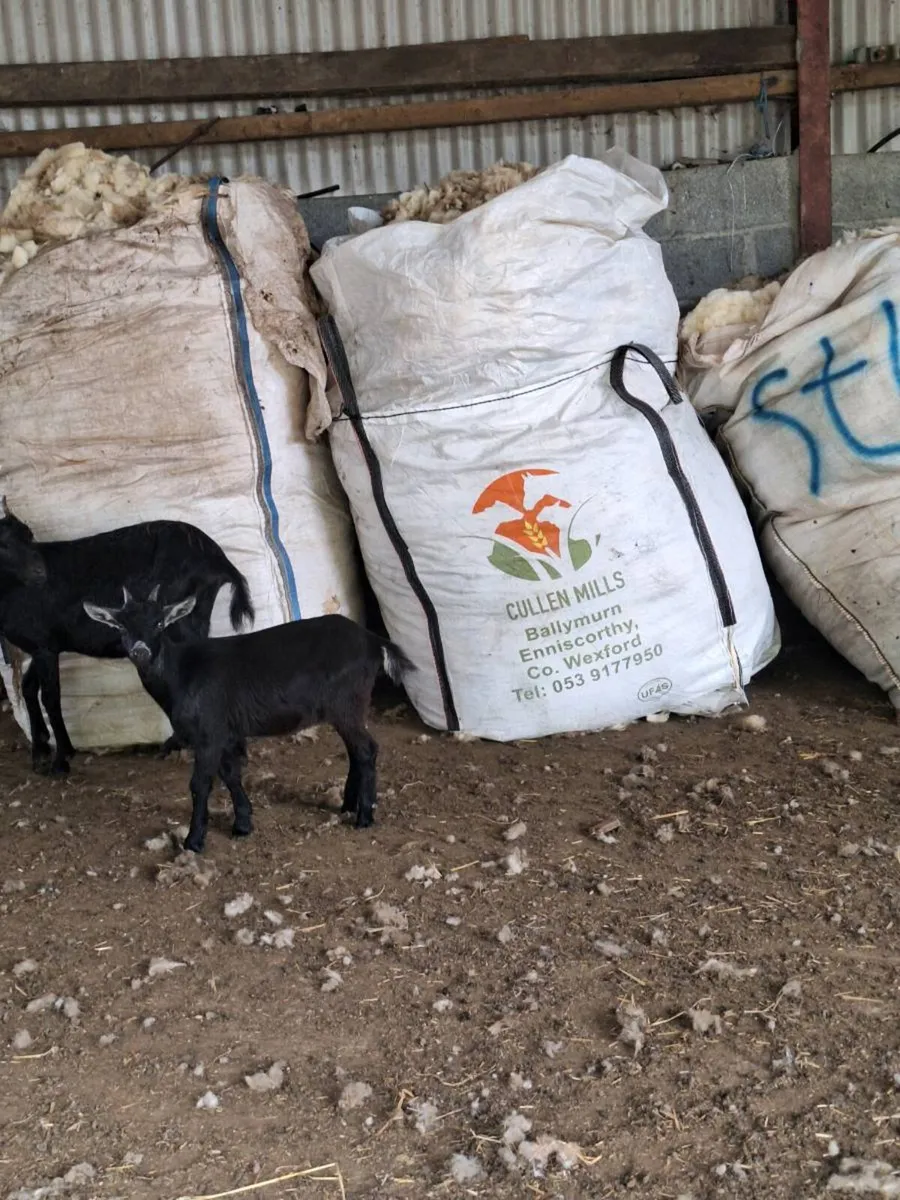 Pygmy Goats - Image 3