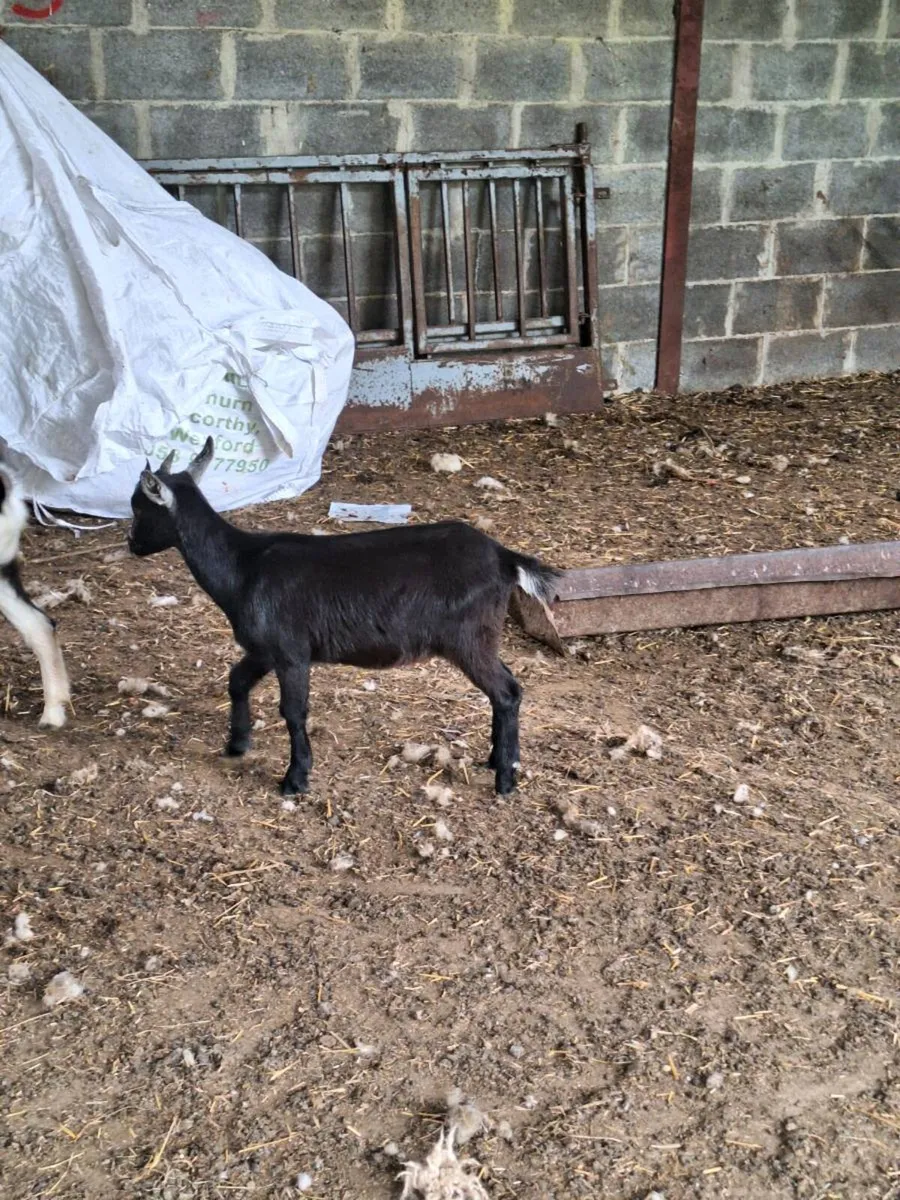 Pygmy Goats - Image 1