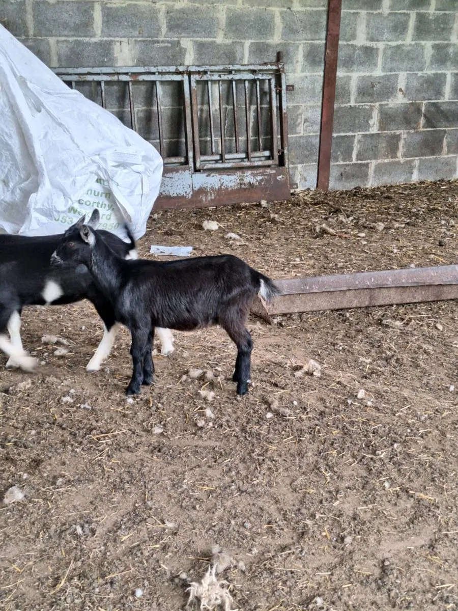 Pygmy Goats - Image 4