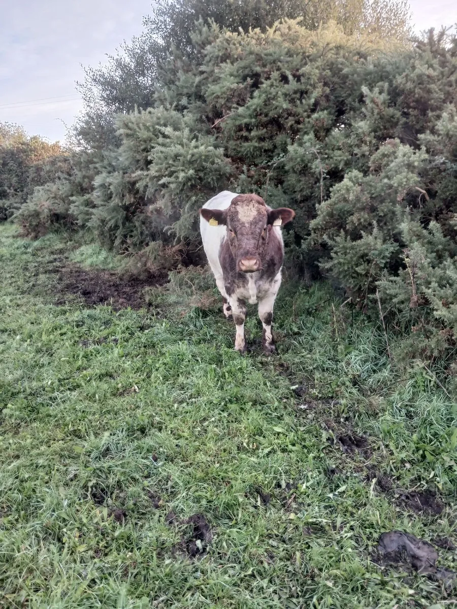 Bull - Image 1