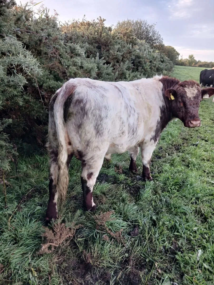 Bull - Image 2