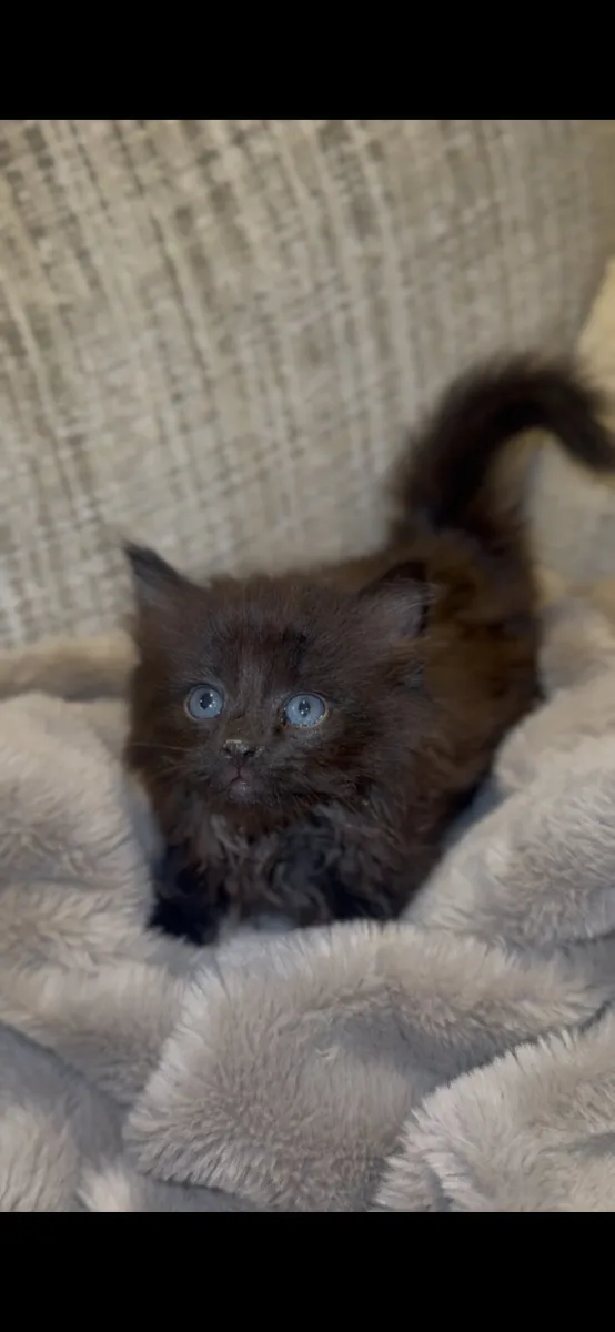 Kitten - Image 4