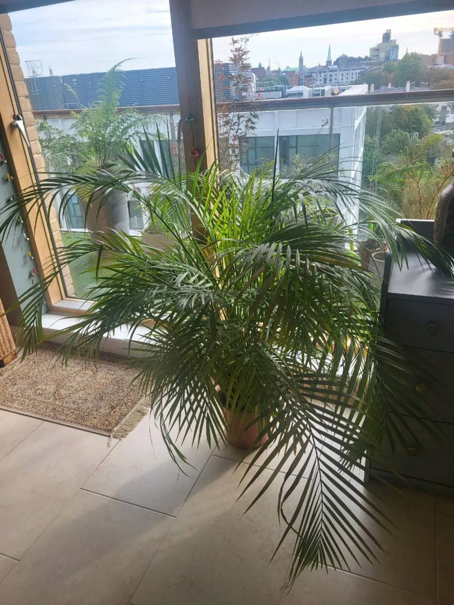 House Fern - Image 2