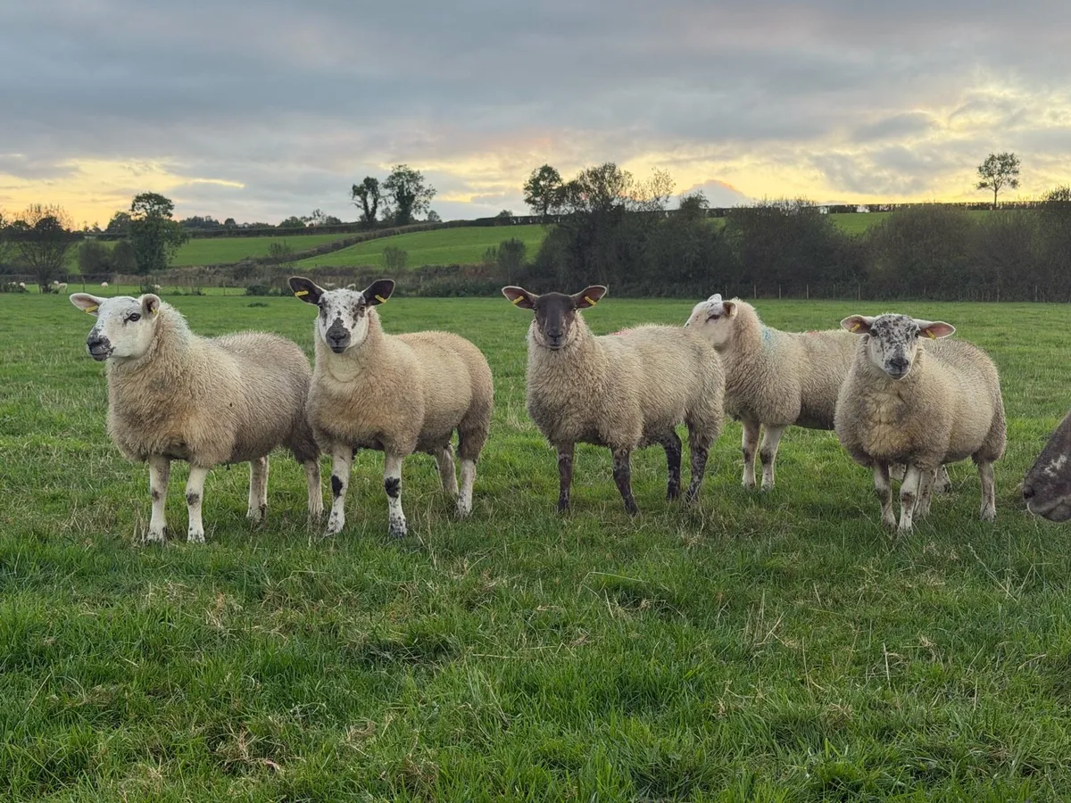 Ewe Lambs - Image 1