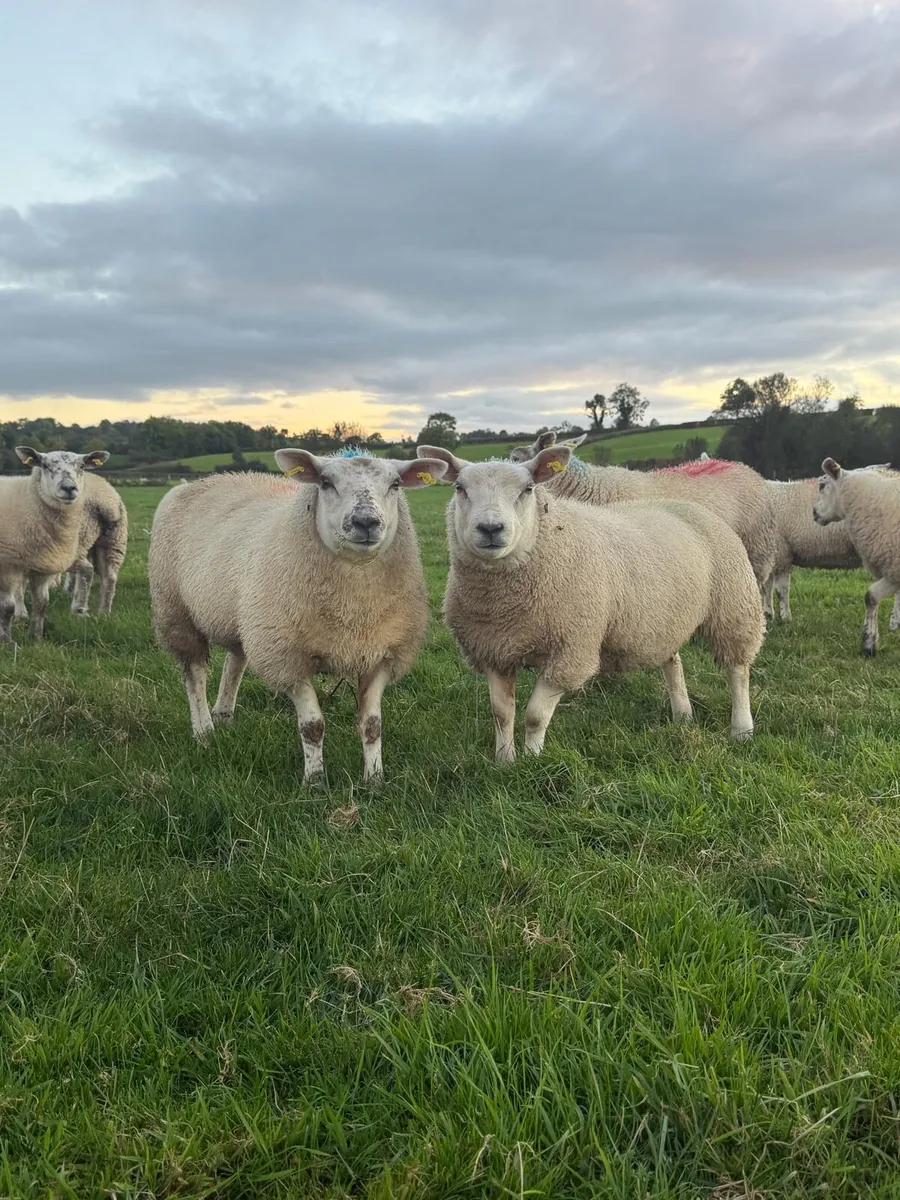 Ewe Lambs - Image 4