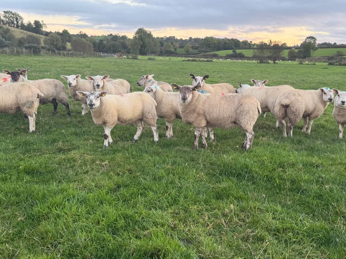 Ewe Lambs - Image 2
