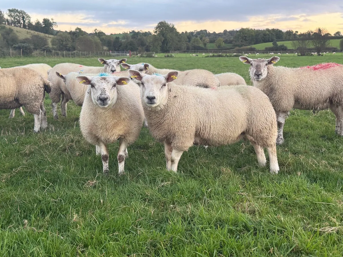 Ewe Lambs - Image 3