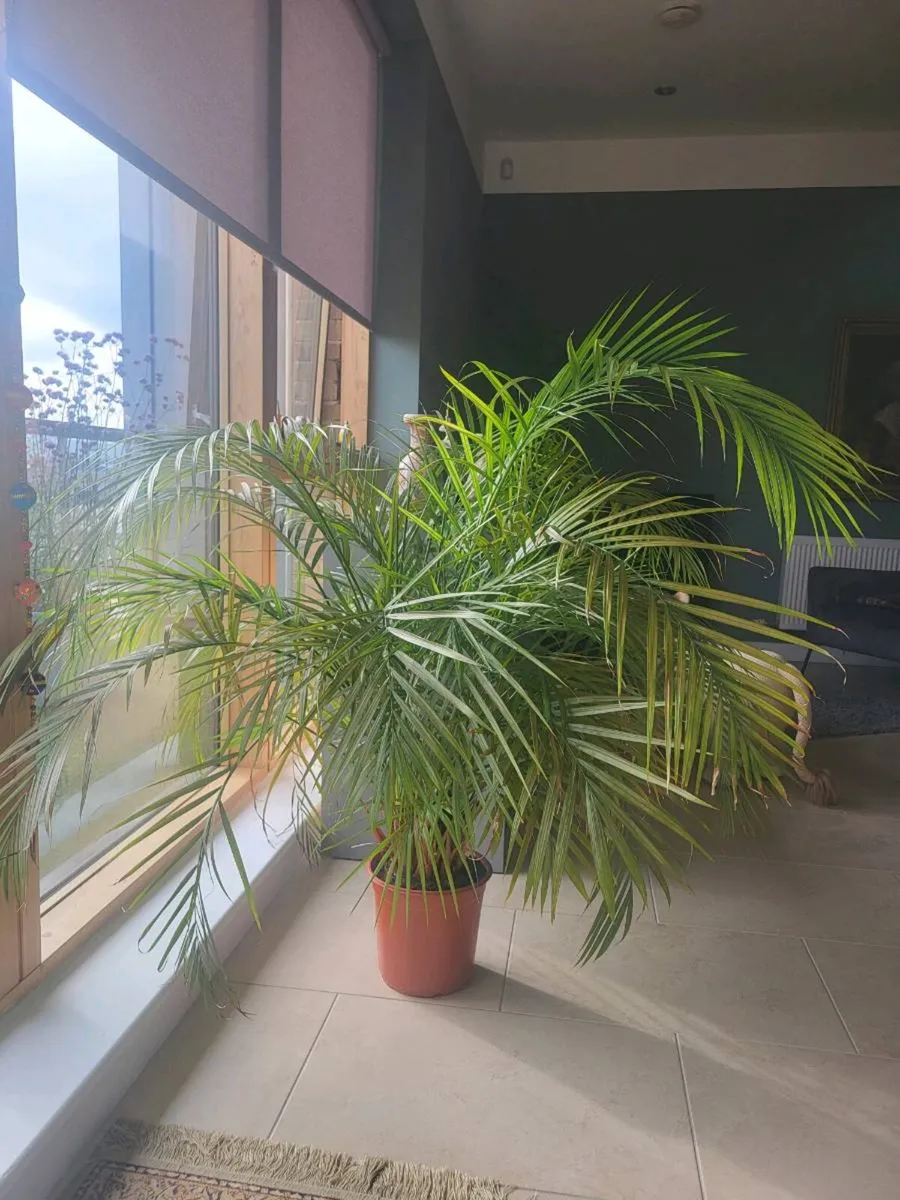 House Fern - Image 1