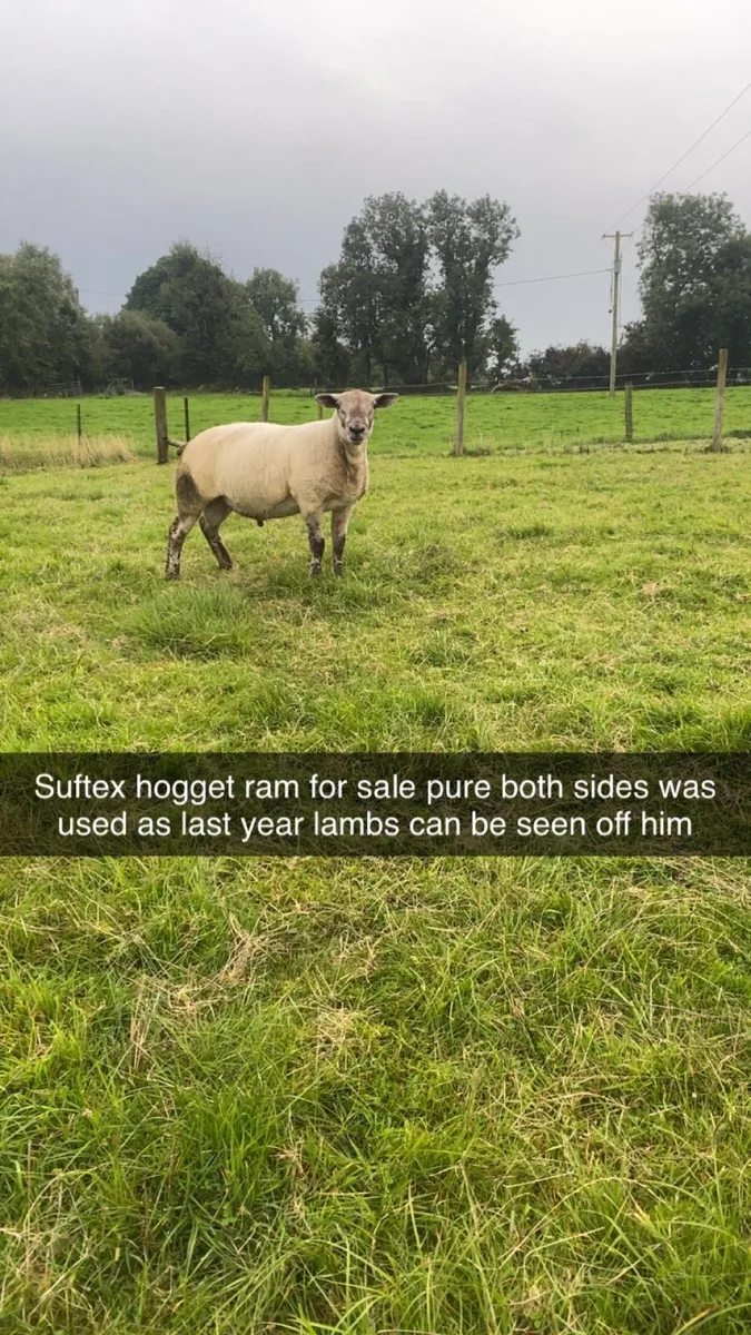 Suftex shearling Ram