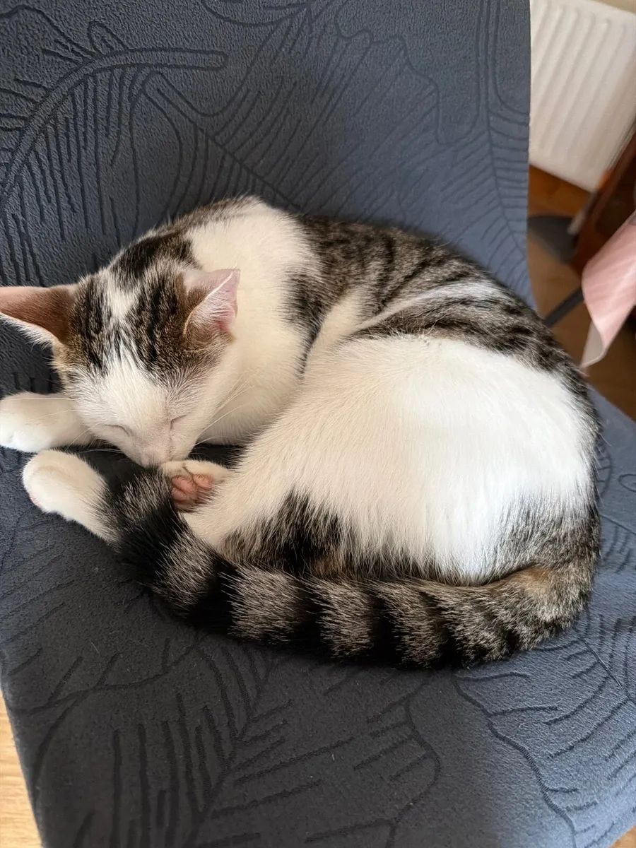 4 Month Old Kittens Looking for Loving Homes - Image 1