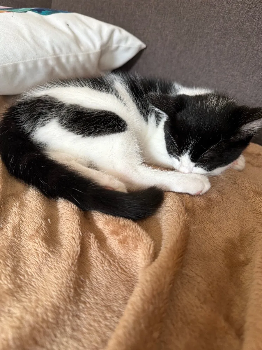 4 Month Old Kittens Looking for Loving Homes - Image 2