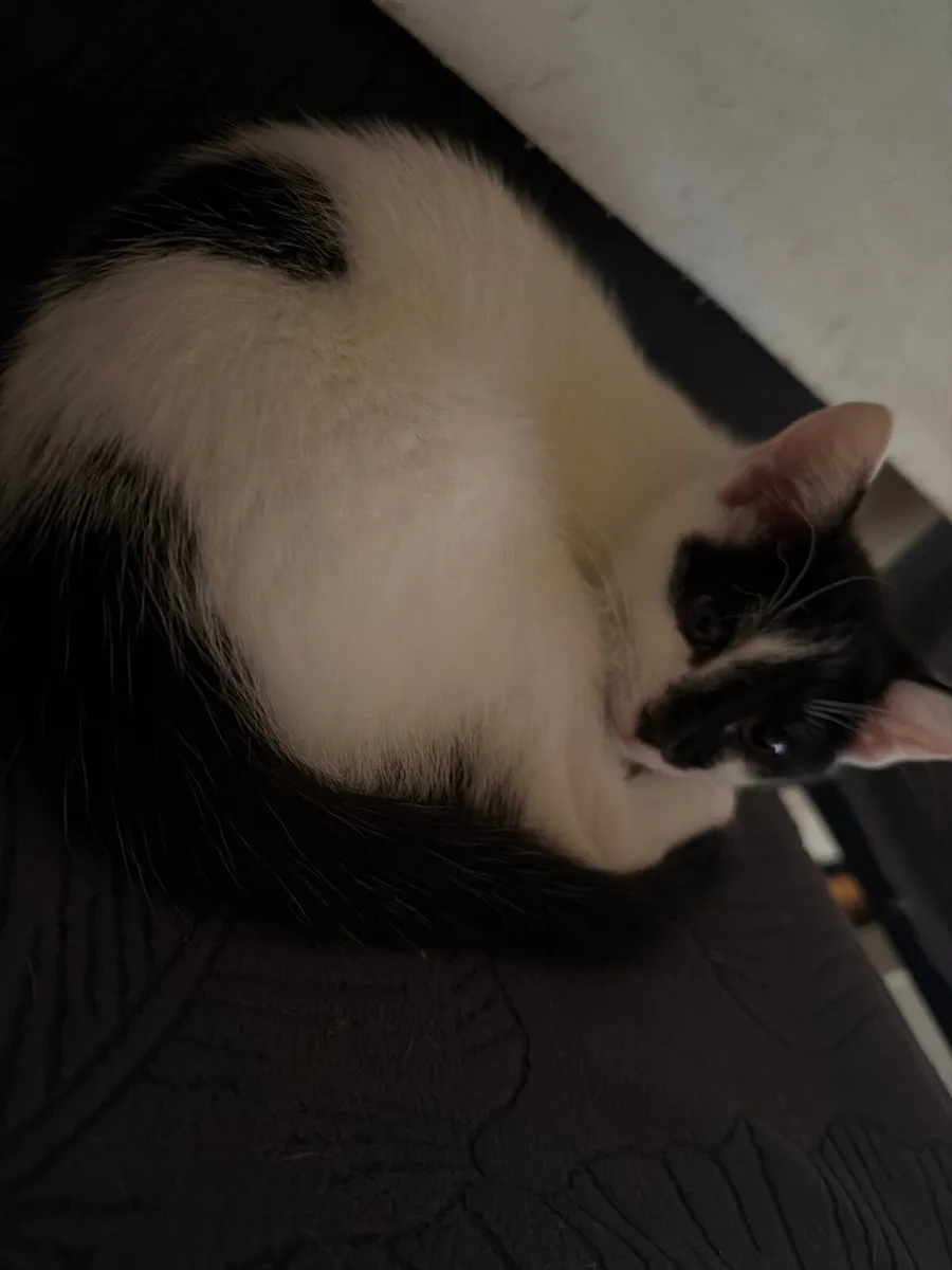 4 Month Old Kittens Looking for Loving Homes - Image 3