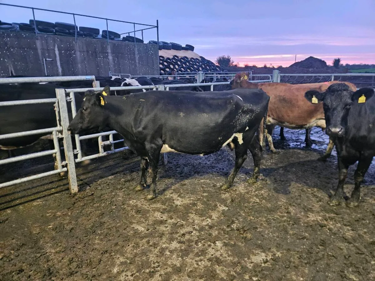 Empty Milking cows - Image 3
