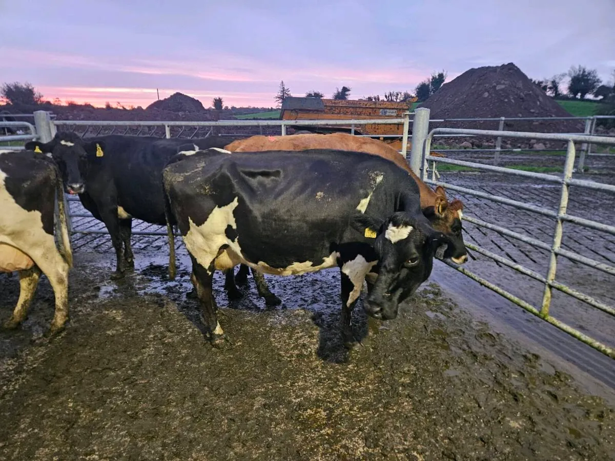 Empty Milking cows - Image 1