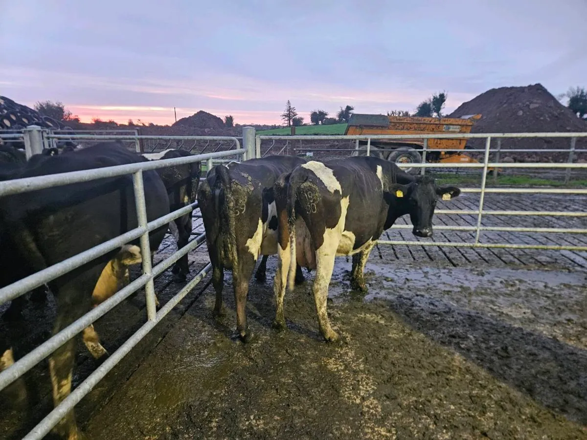 Empty Milking cows - Image 2