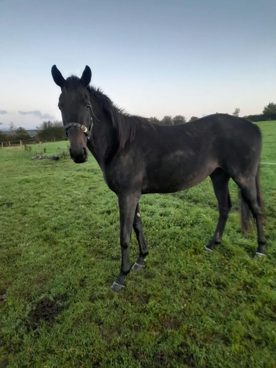 3yo Dee Ex Bee Unbroken - Image 1