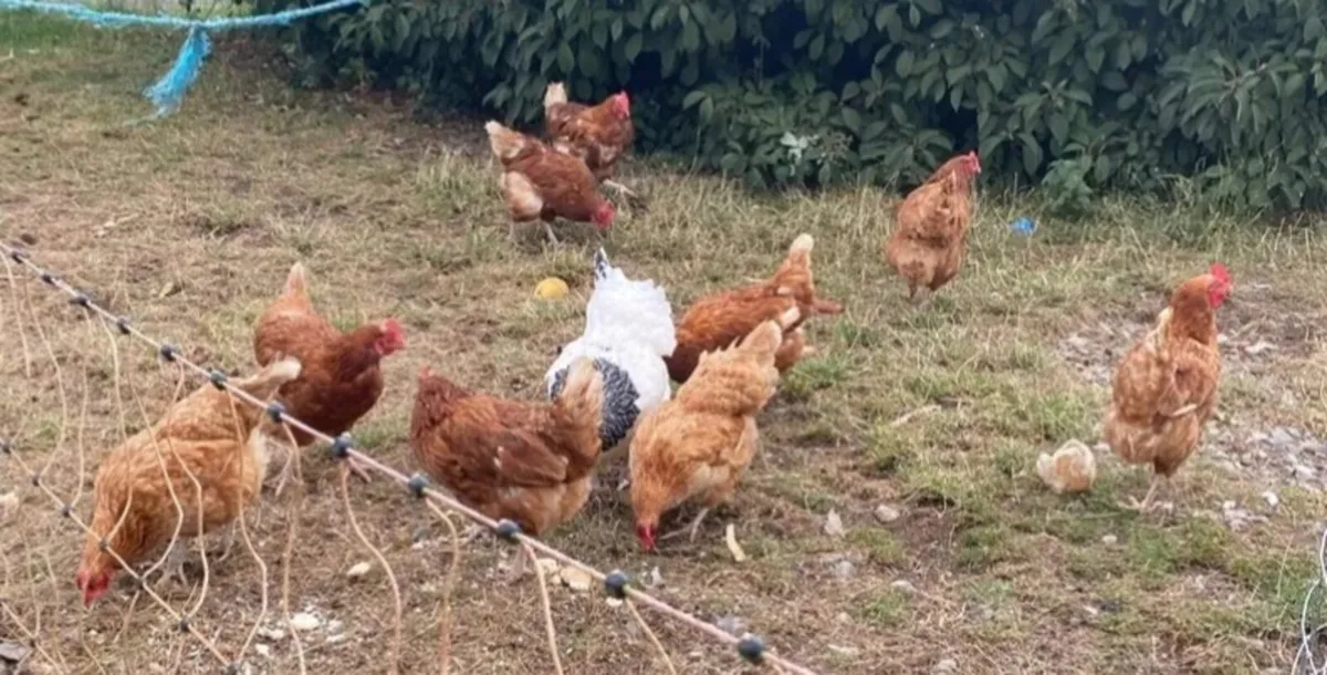Hens for sale - Image 1