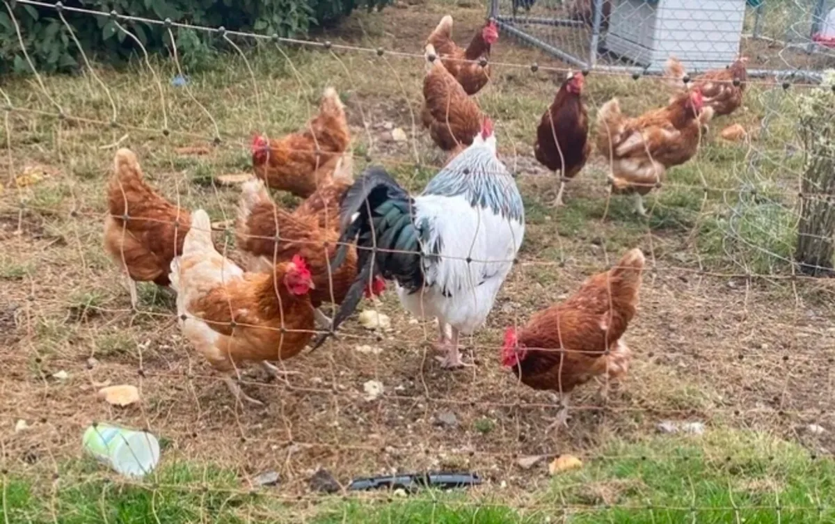 Hens for sale - Image 2