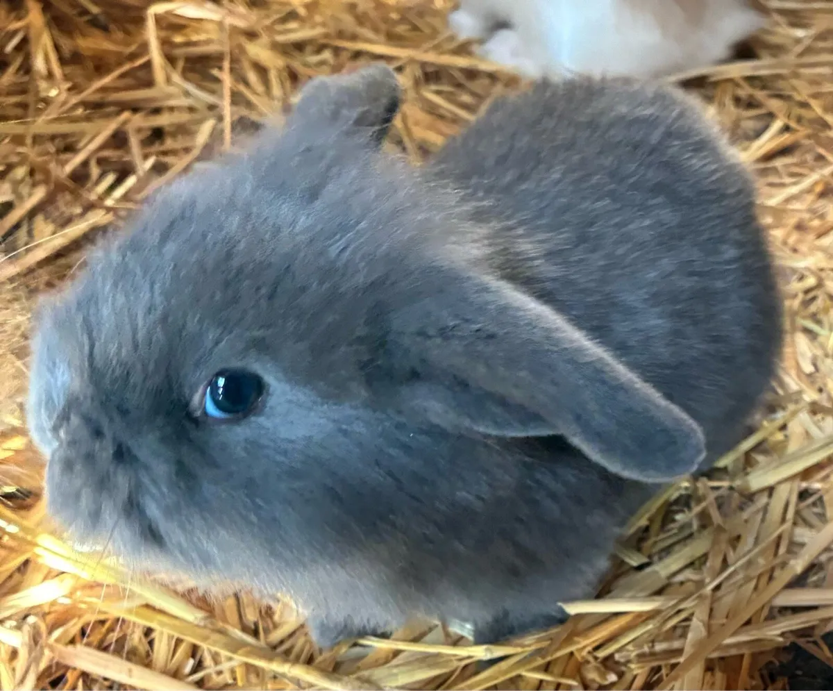 2 Baby rabbits - Image 2