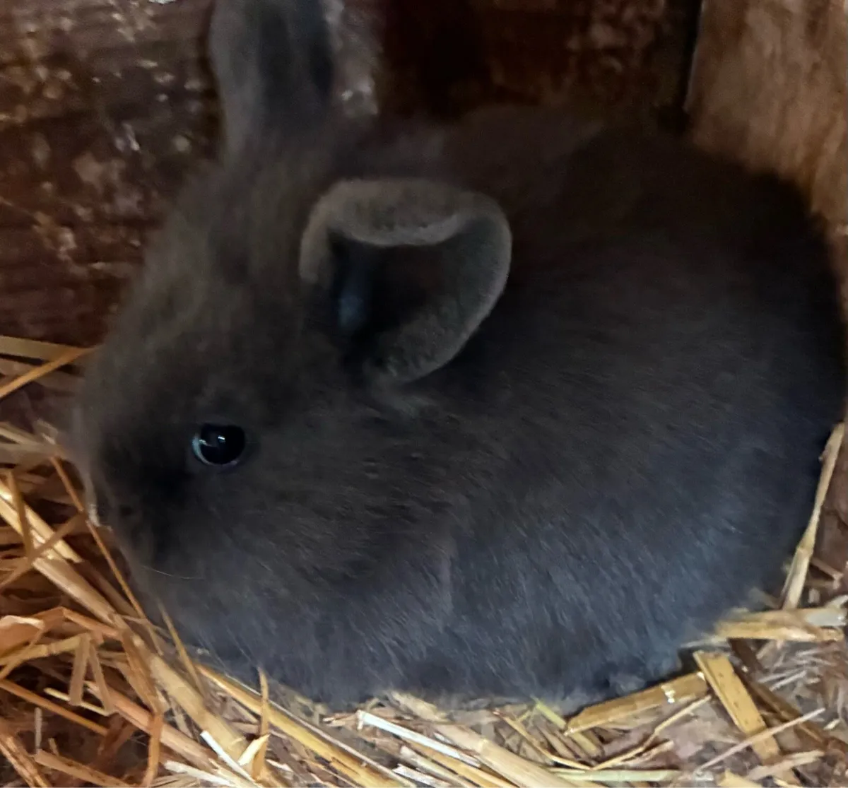 2 Baby rabbits - Image 3