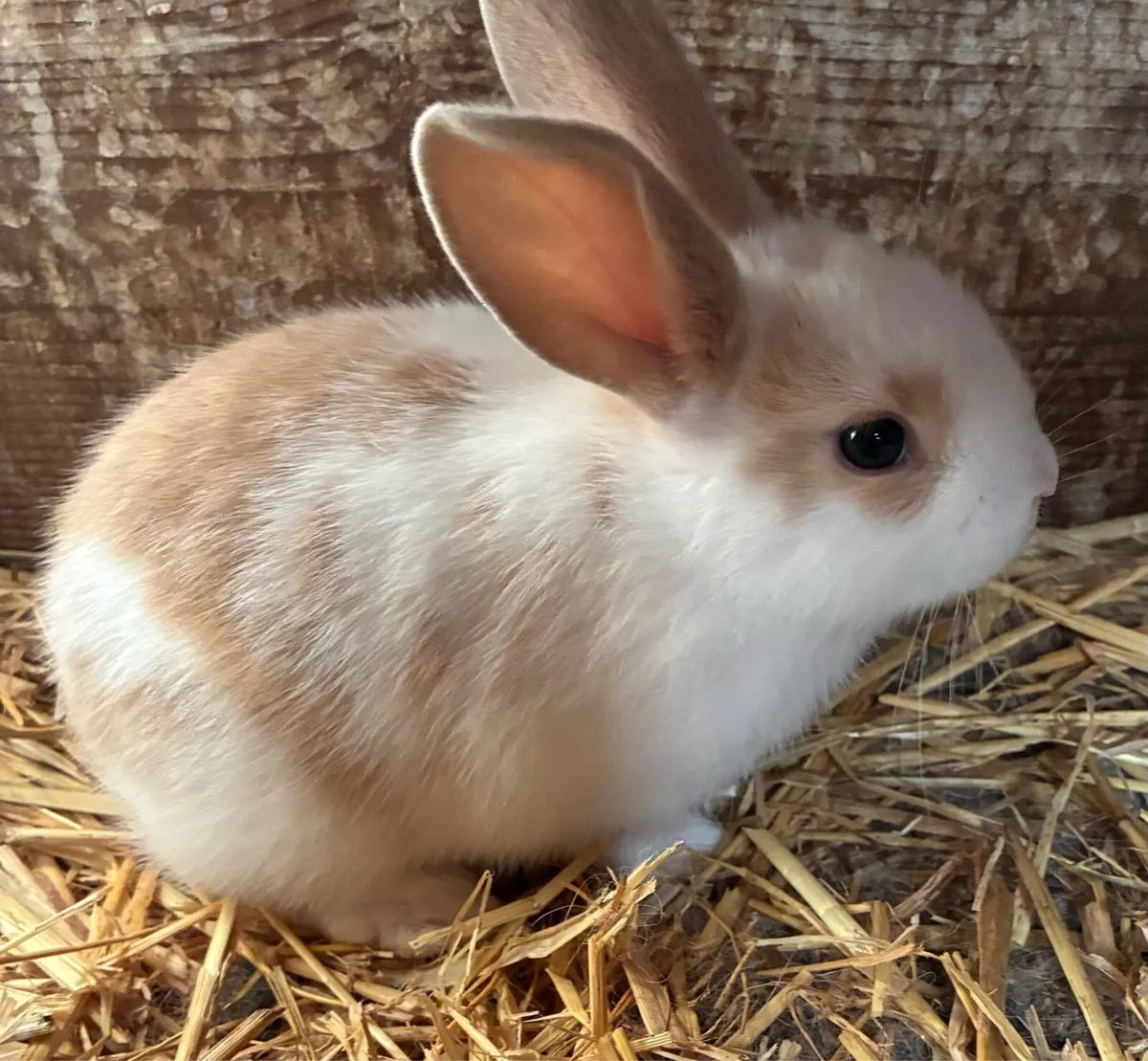 2 Baby rabbits - Image 1