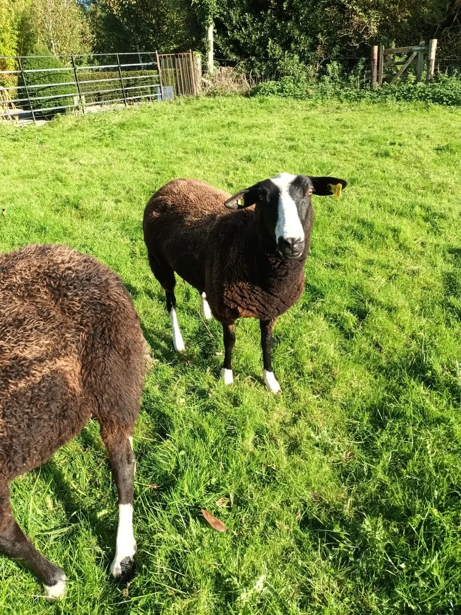 Zwartbles Hoggets - Image 1