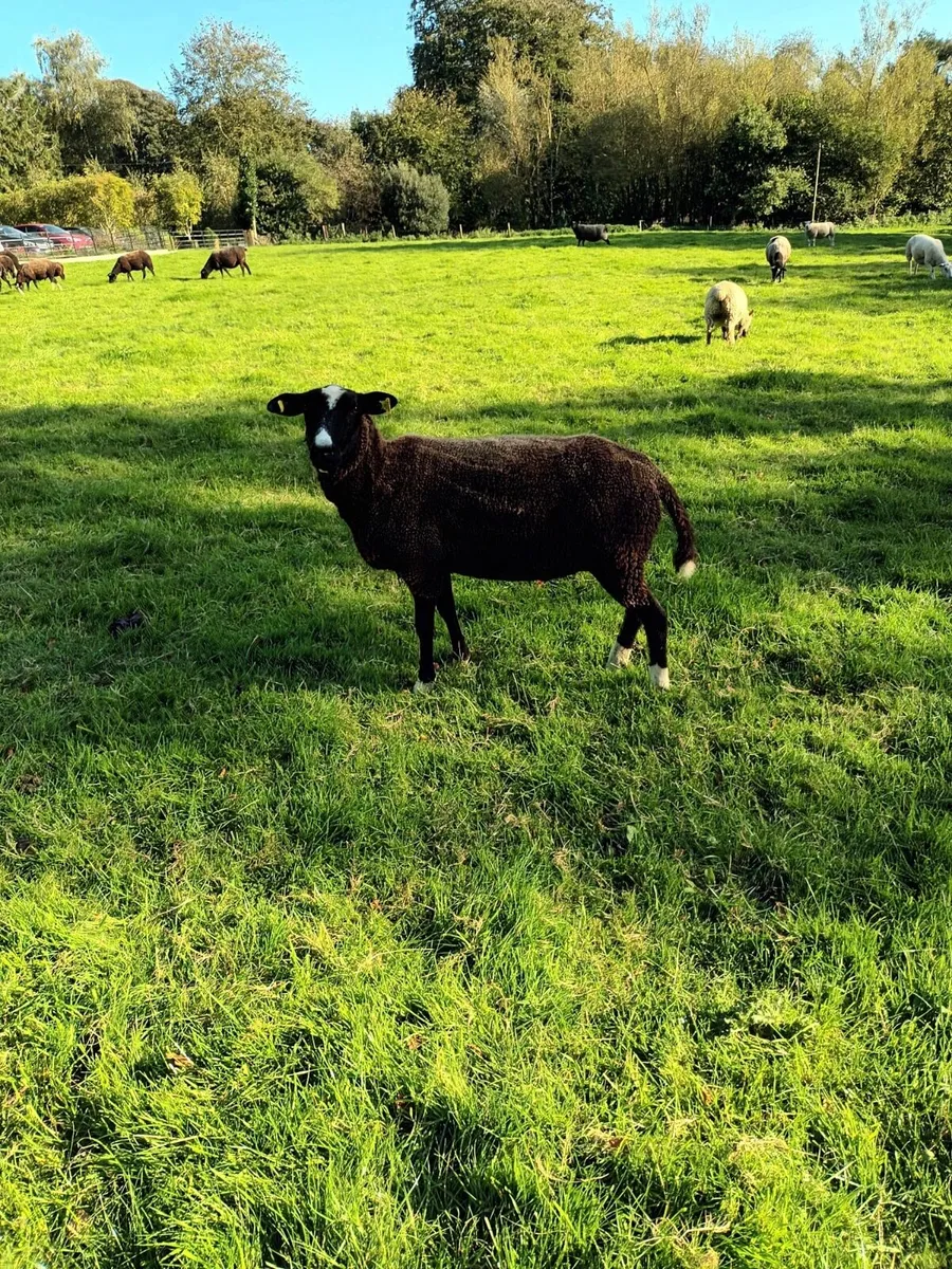 Zwartbles Hoggets - Image 2