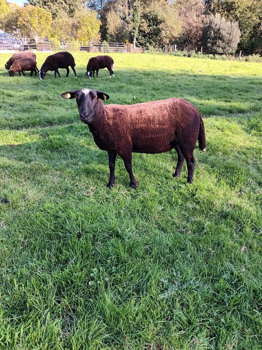 Zwartbles Hoggets - Image 3