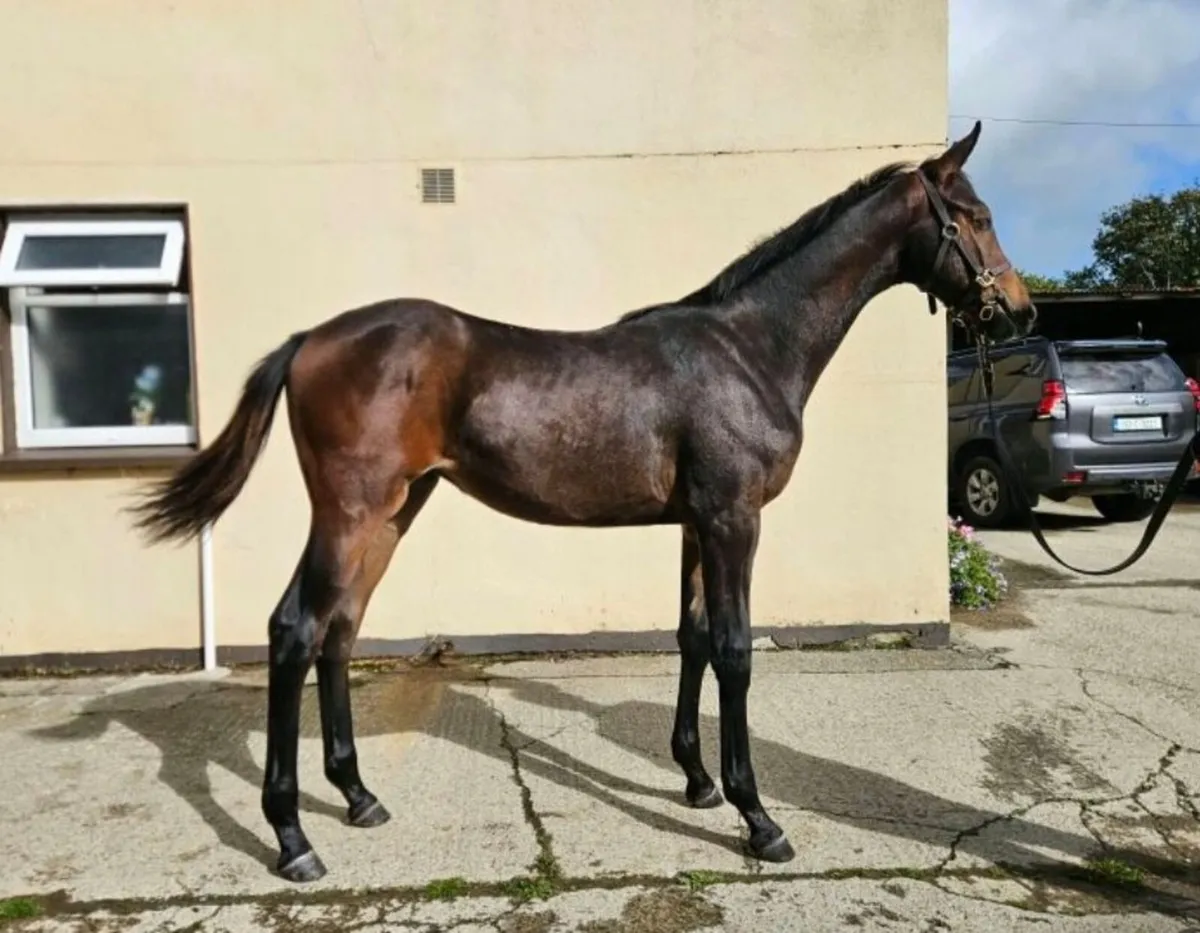 Lot 158 Filly foal Goresbridge Saturday - Image 3