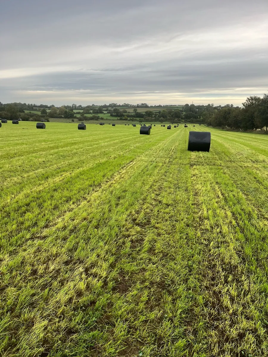 Silage - Image 2