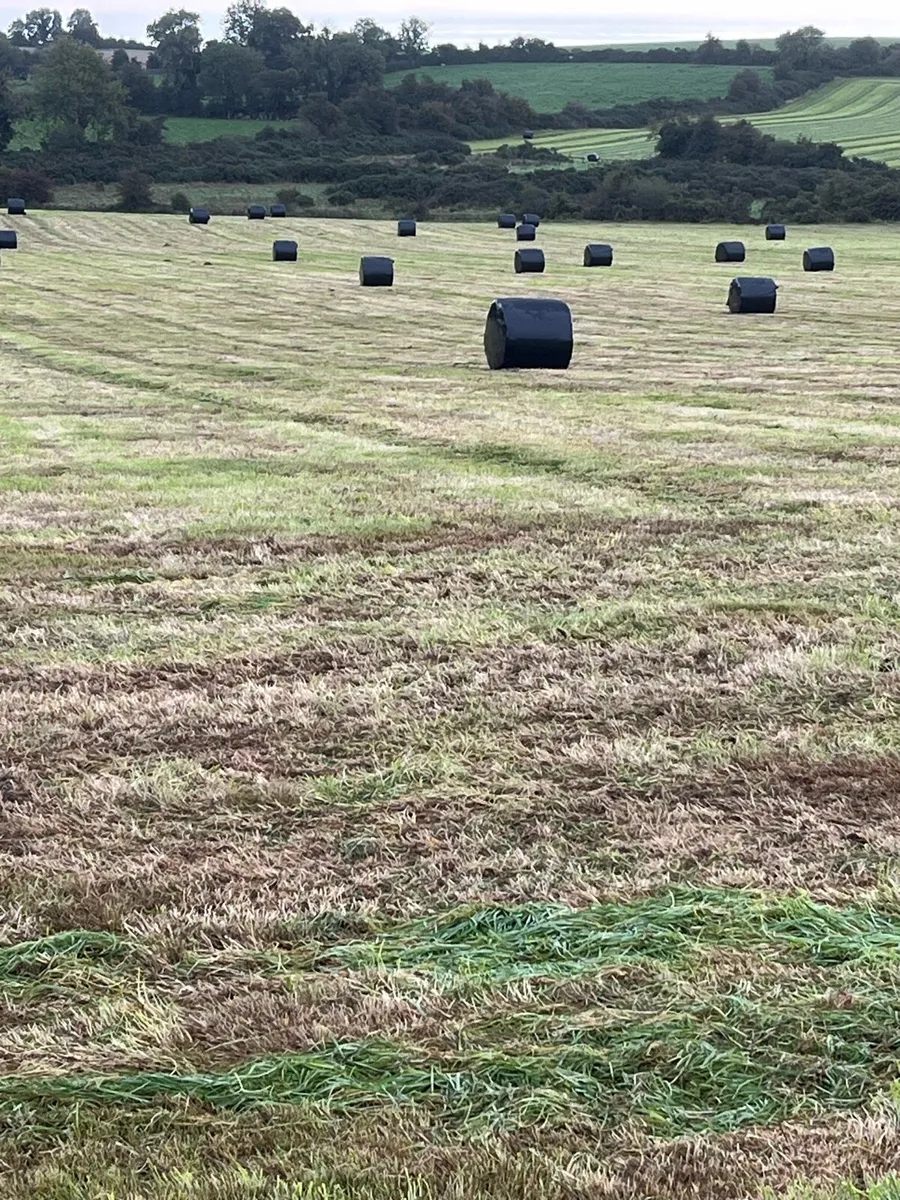 Silage - Image 4