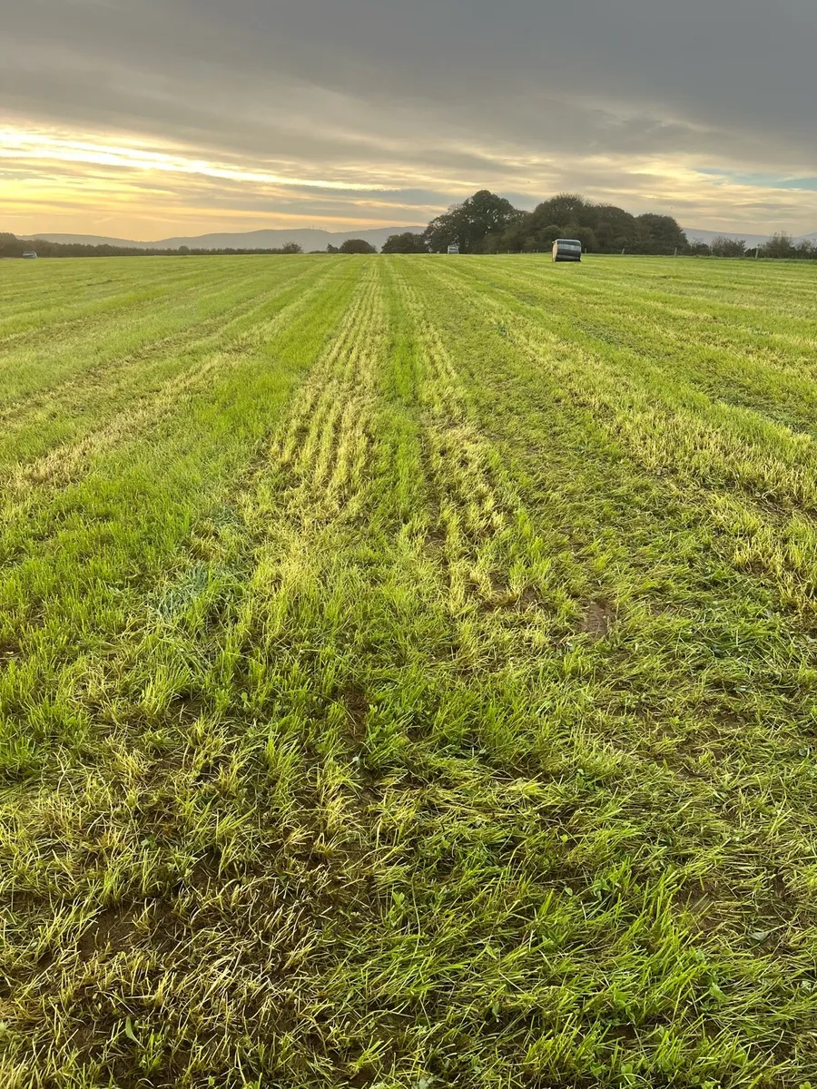 Silage - Image 3